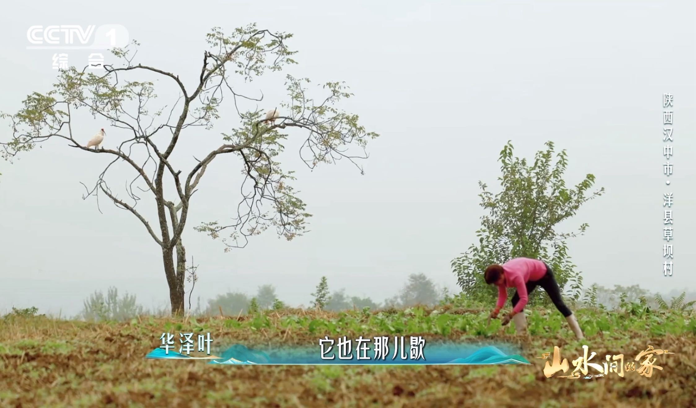 国宝和村民各忙各的中国人保护朱鹮真的绝绝子👏！冬天蓄水、夏天留田，细节满满。村