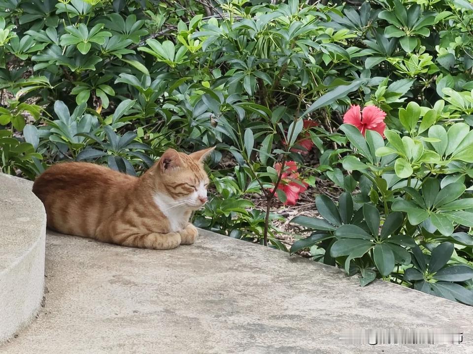 虎皮卷与花儿
这样的流浪猫，你见过？