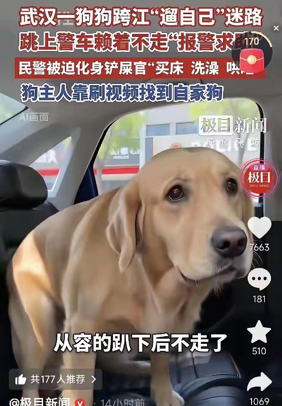 “这狗太聪明了！”武汉一只可爱的拉布拉多犬意外走失，独自闯荡陌生街头，却丝毫没有