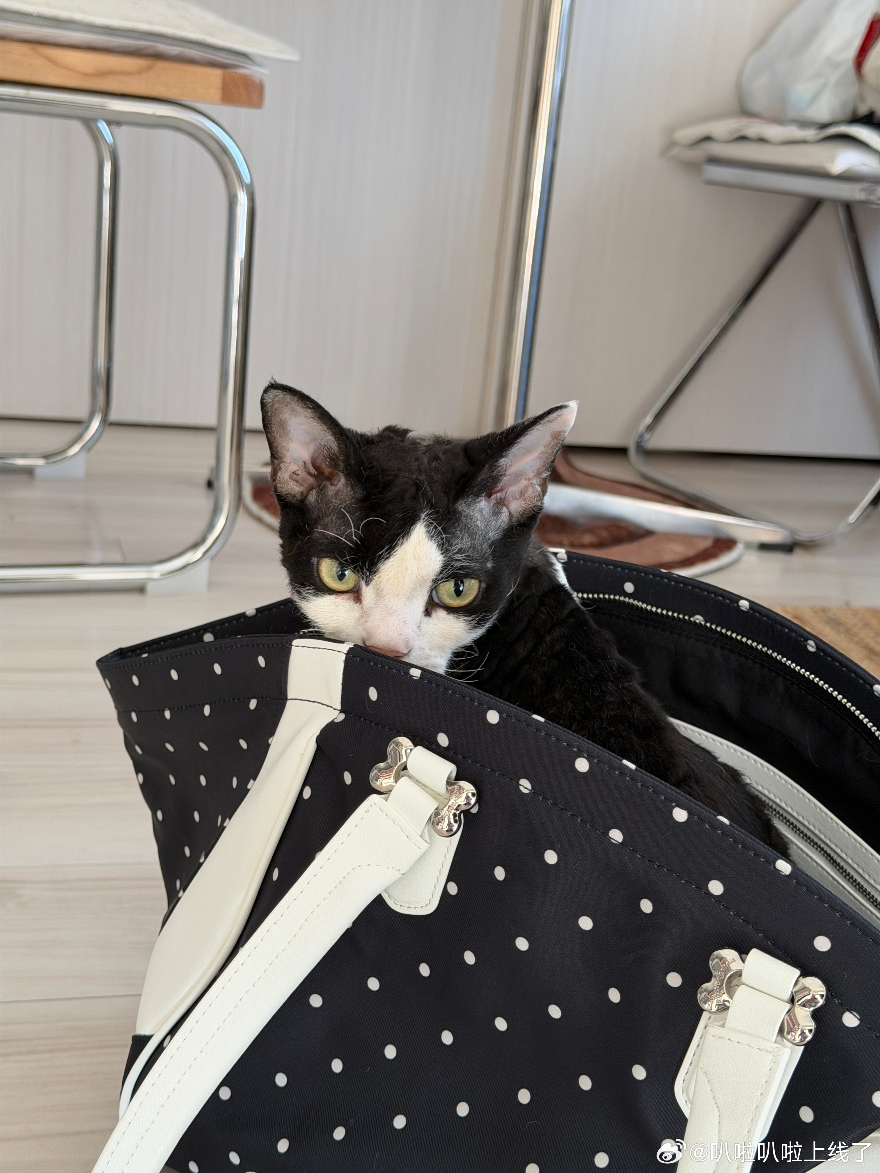 他俩每次都要先用下我的新包我猜应该是帮我看看这包结不结实吧