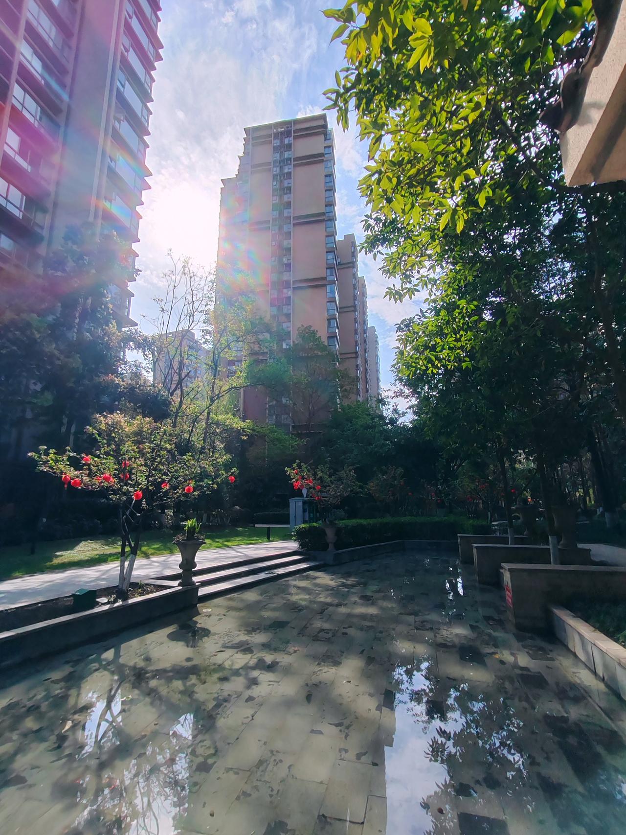 晨光穿过楼宇，在水面铺成碎金。红灯缀在枝头，风过处，树影与楼影在浅水里轻轻摇晃。