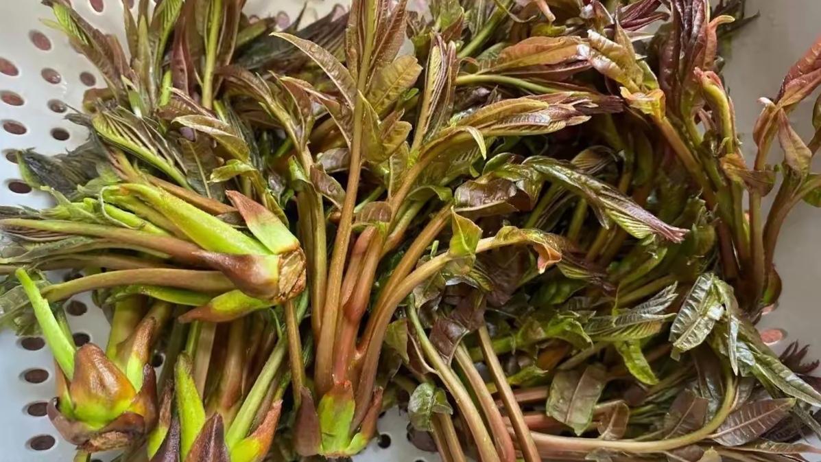 🔥降价啦！香椿大丰收，春天第一鲜自由了。今年香椿迎来大丰收，产量猛增价格大幅跳