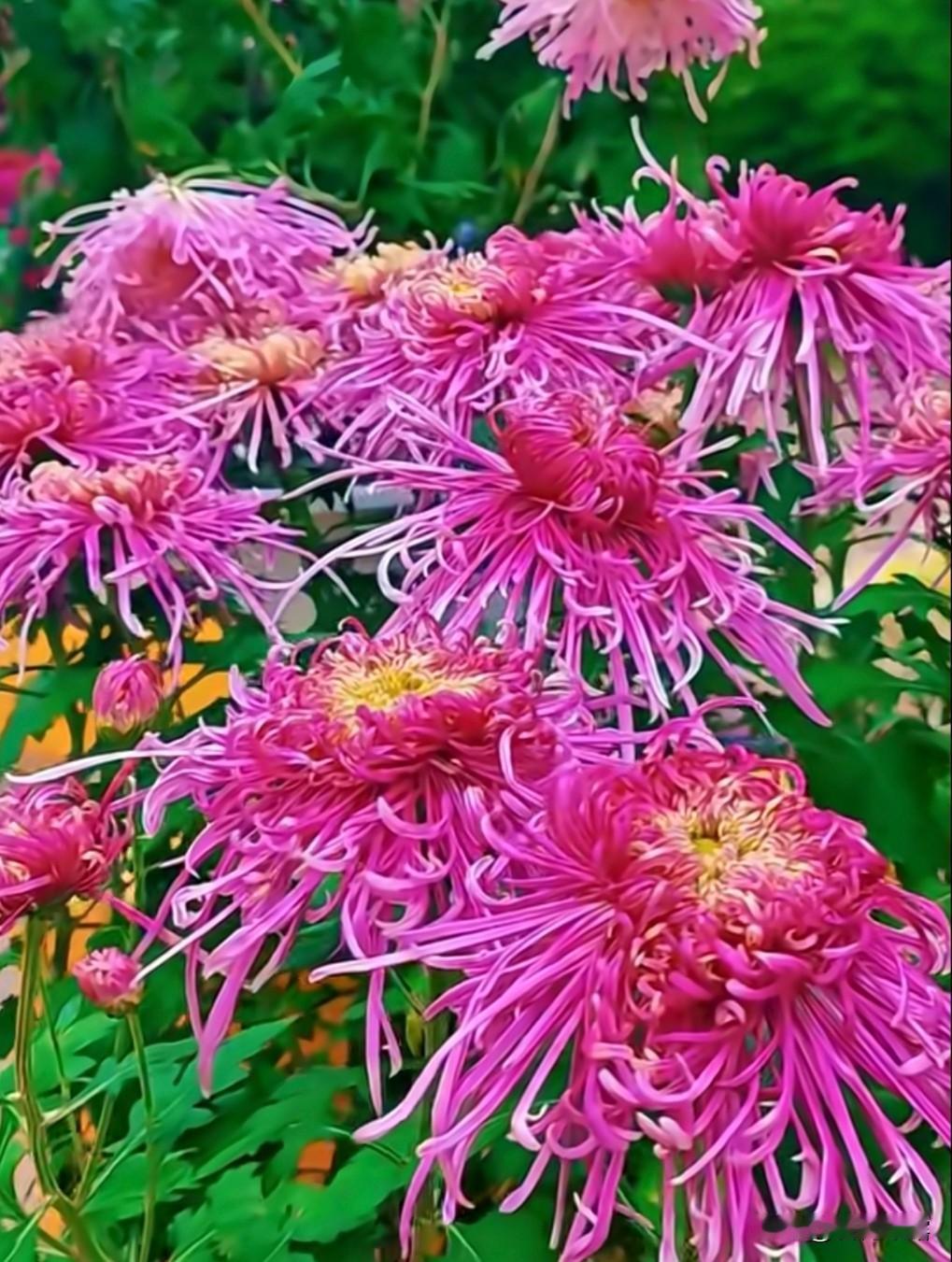 家乡的菊花缤纷多彩艳丽芳菲。菊花婀娜多姿，五彩缤纷，红的似火，紫的如霞，黄的若金