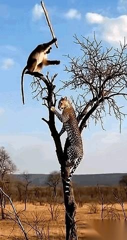 这画面有点意思，一只豹子，悄没声地贴着树干往上摸。
那眼神，就跟看盘菜似的，死死