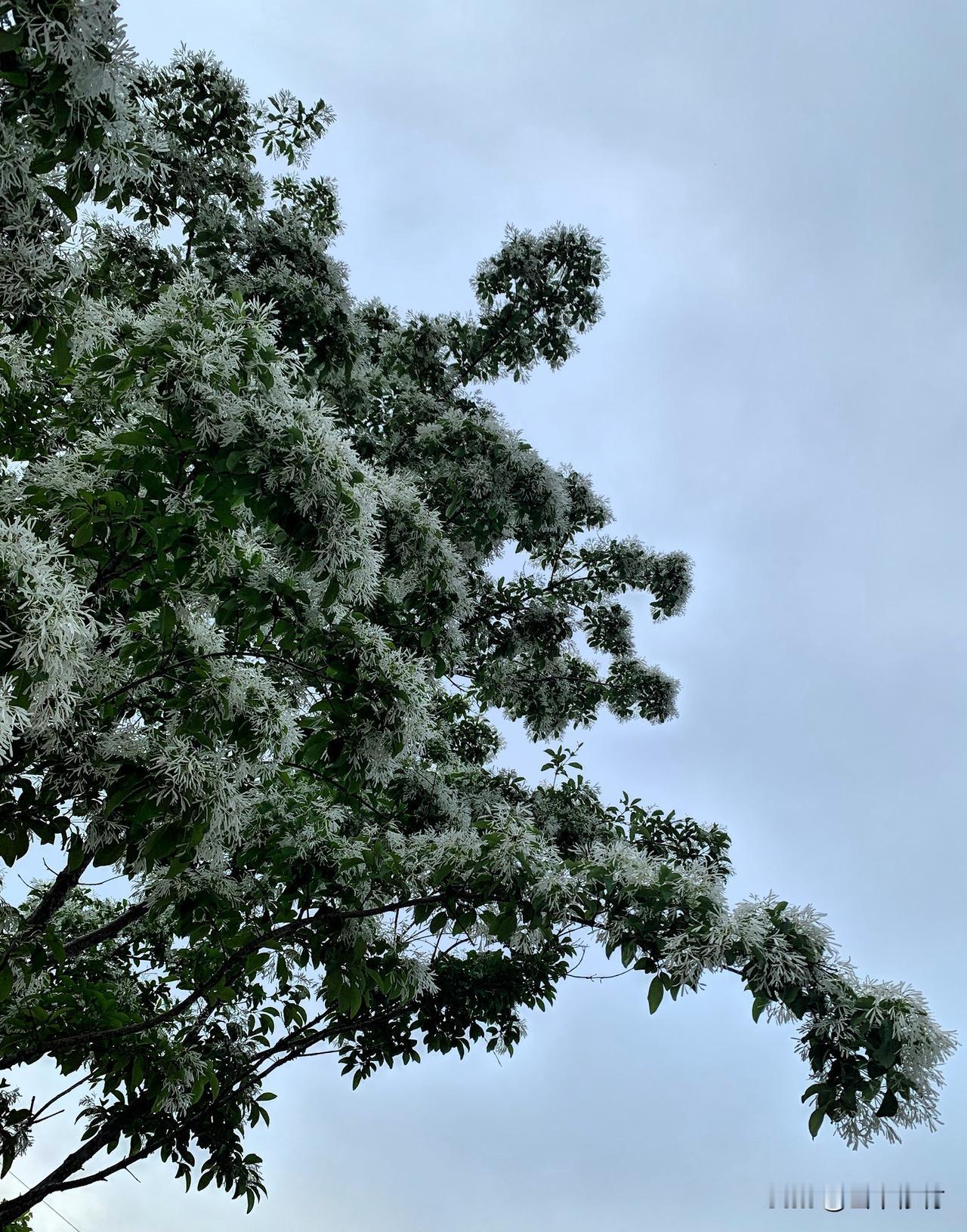 流苏树下，静赏人间四月雪

暮春时节，微风轻拂，街角的流苏树如约盛放。远远望去，