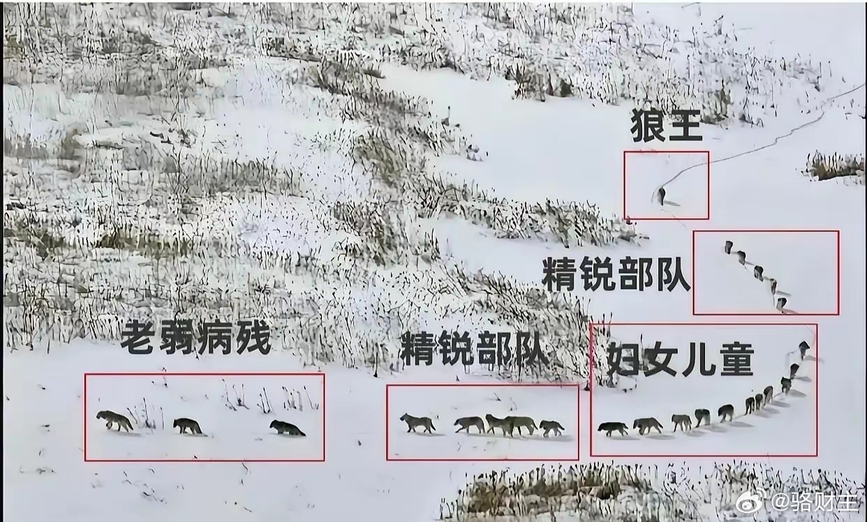 雪原狼阵，老弱开路，精锐护驾，妇幼居中，狼王断后。不抛弃，不放弃，这就是团队的力