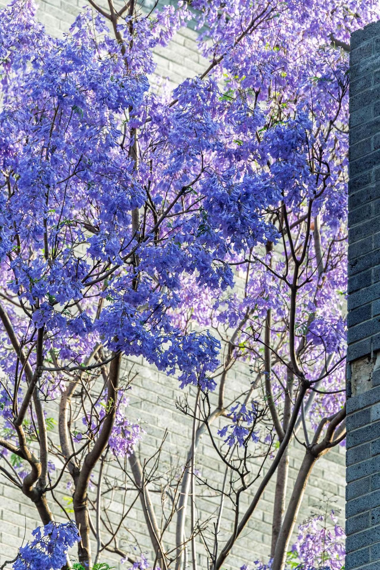 昆明富民上河院蓝花楹。昆明富民上河院蓝花楹