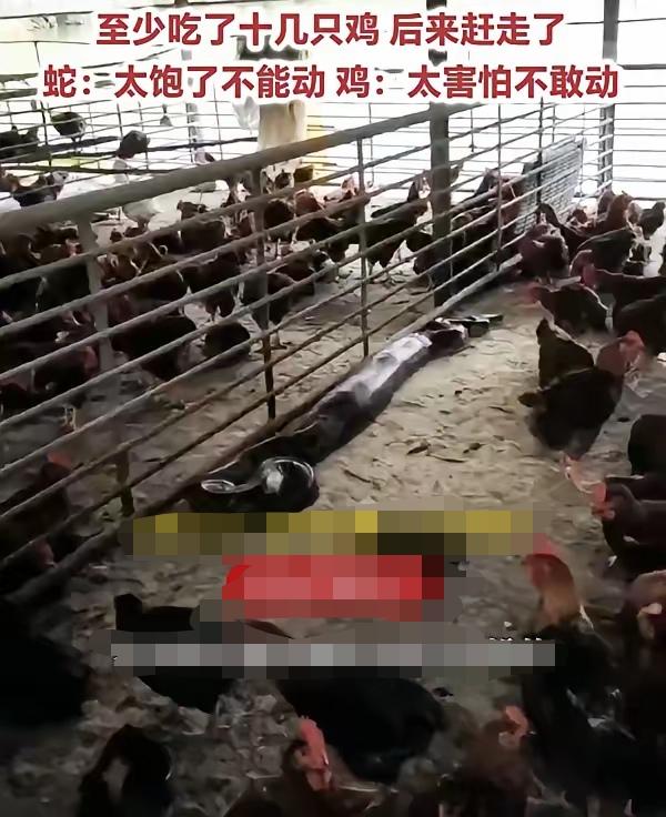 太震撼了，3米长的大蛇进入鸡场，吃到走不动了