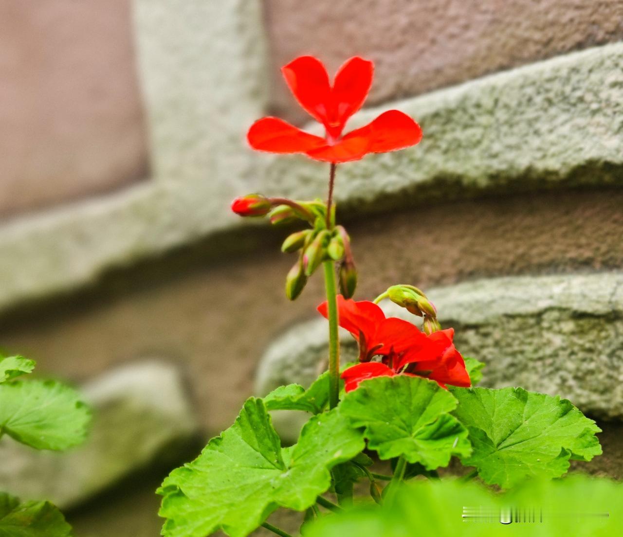 视图·原创图文｜一组花的图片，闲聊手机摄像的兴起

现在的智能手机，功能越来越多