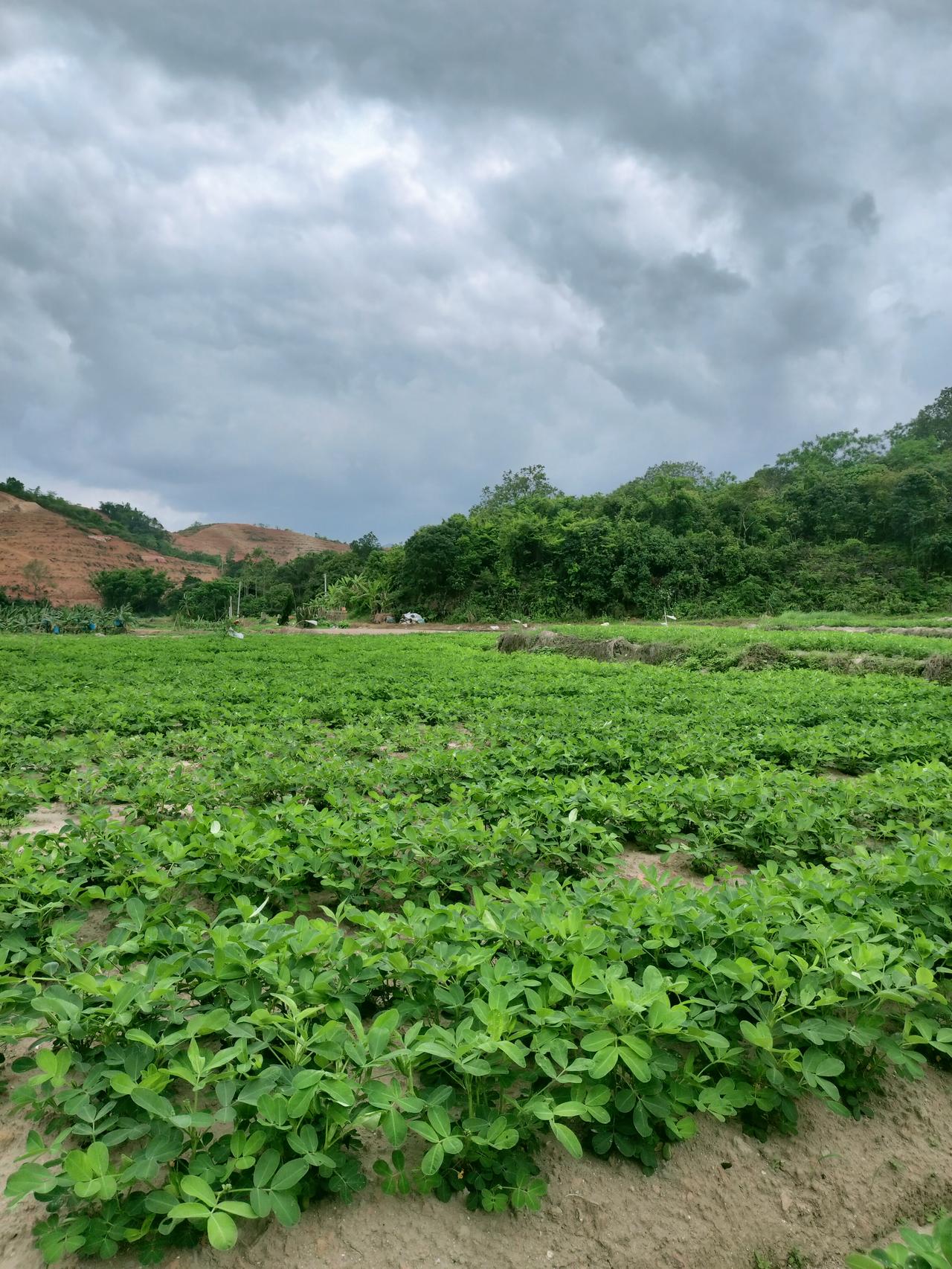这漫野的绿，哪是草？是攥着土气的春。
 
连片的苗叶挤着，嫩得能掐出水，风过处，