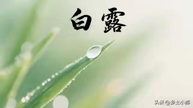 9月7号白露，俗语“白露没有露，冬天冻死牛”，有啥征兆？
 
9月7日正式迎来白