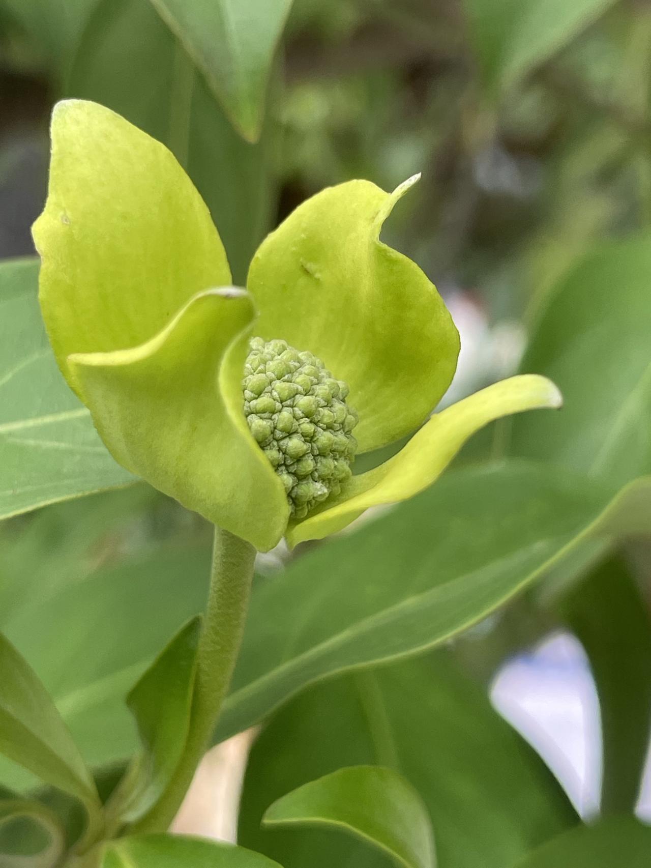 分享一张你相册的拍的花
