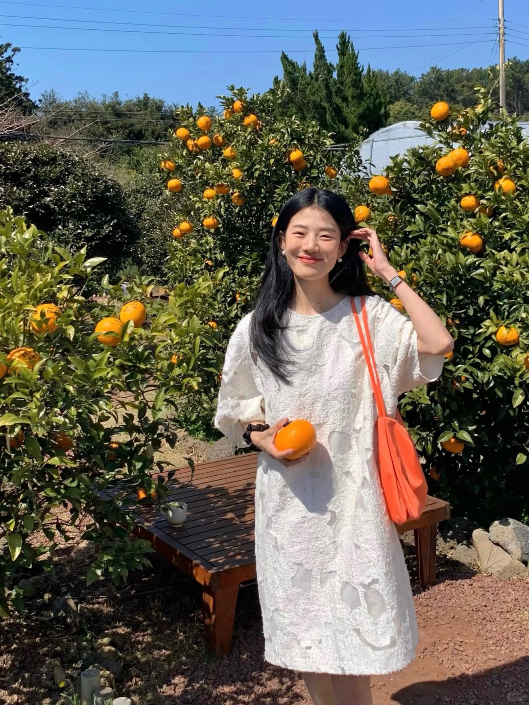 橘子岛🍊