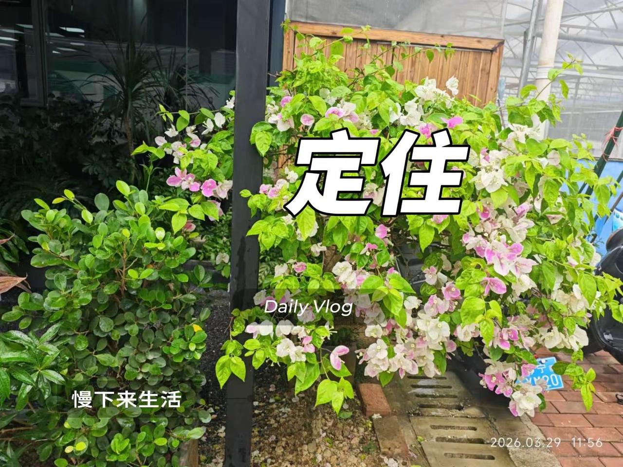 定住。图文 花西子花朝节 图文热点来了 图文来了