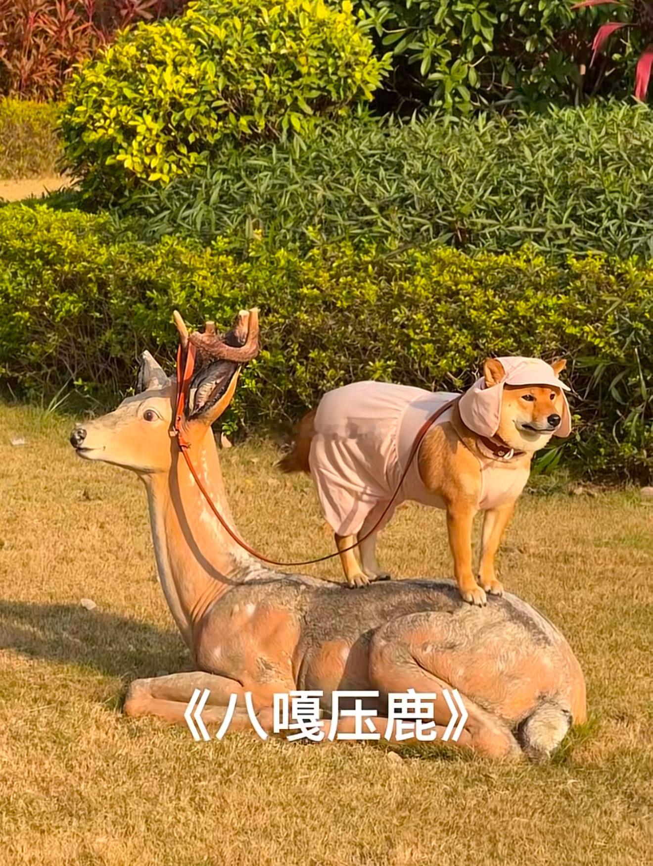 xswl好一个八嘎压鹿[偷笑] 