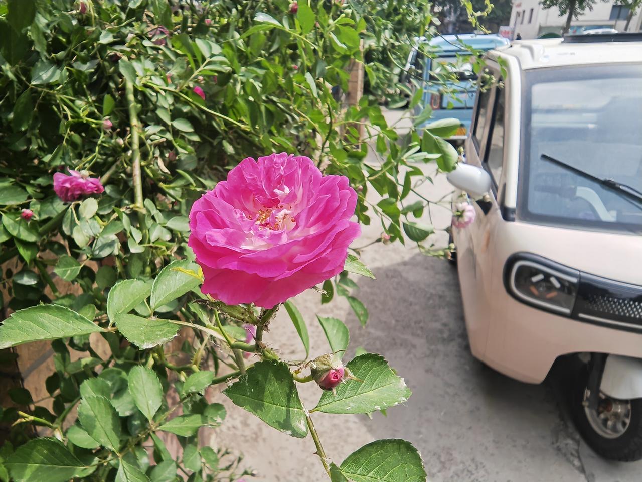发一张你相册最近拍的花
