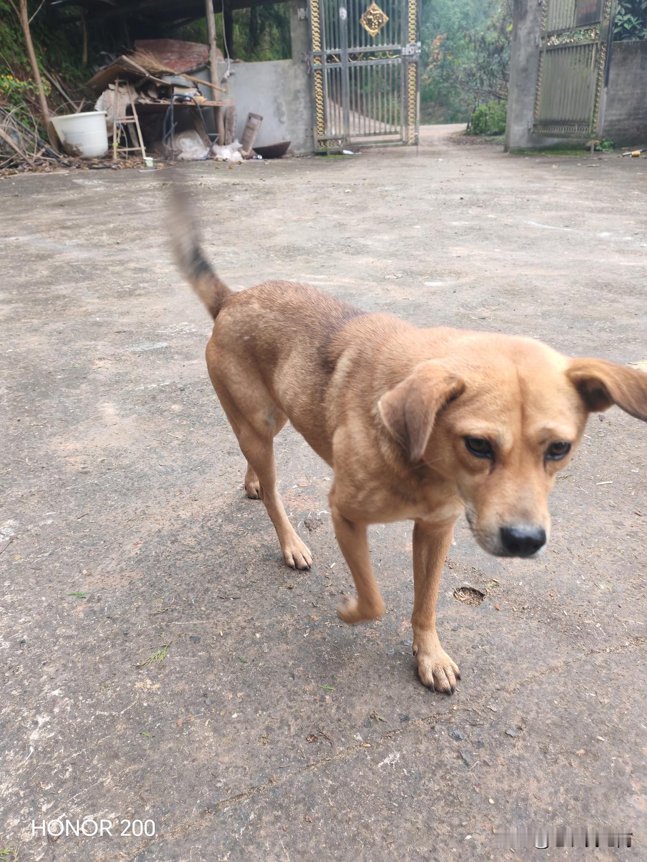 这条狗是我们村里的，村里的老百姓都叫它神仙狗，阴阳大师狗，因为它会提前知道有人生