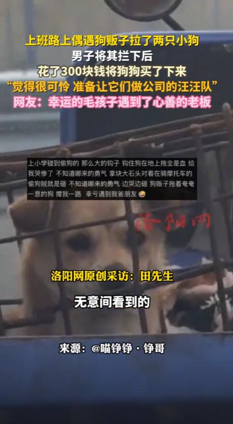 三百块救下两条命，连云港老板的暖心之举
江苏连云港，一位老板开车去上班，途中看到