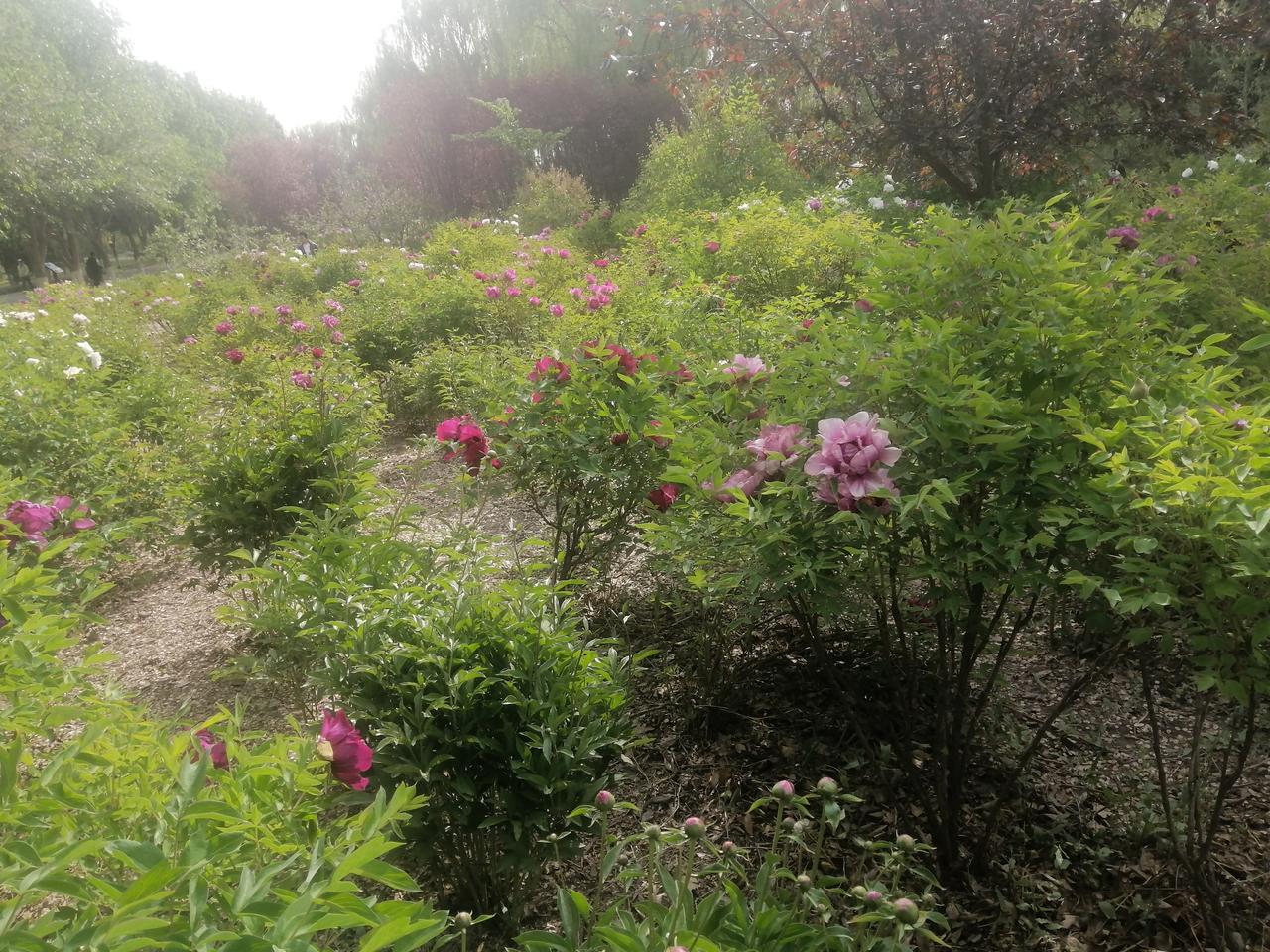 我的运动日常夏天，空气新鲜，在润泉湖公园逛一逛，呼吸新鲜空气，让人格外精神。花坛