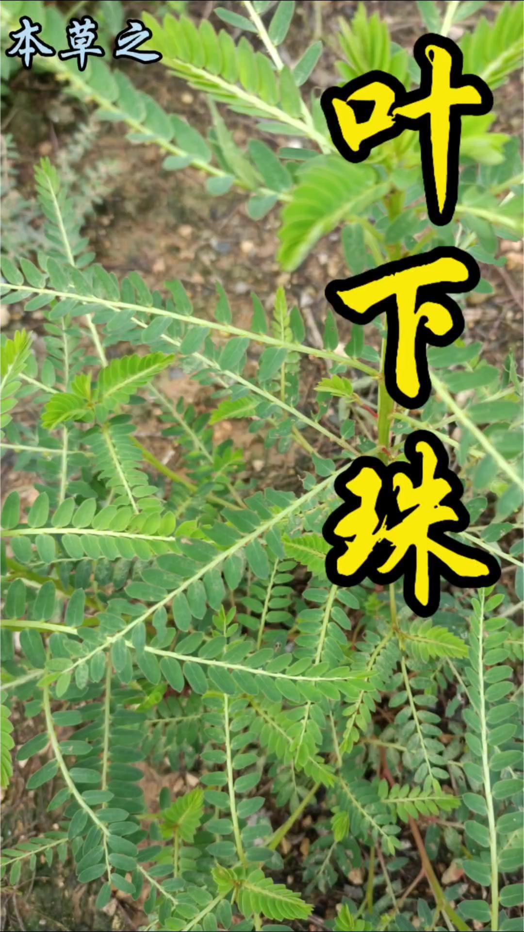✨护肝神草叶下珠，你知道吗？🌿叶下珠也叫珍珠草、夜合草，是大戟科一年生草本植物