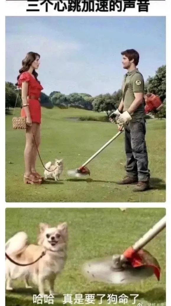 狗子：有没有人管管我？！汪汪汪