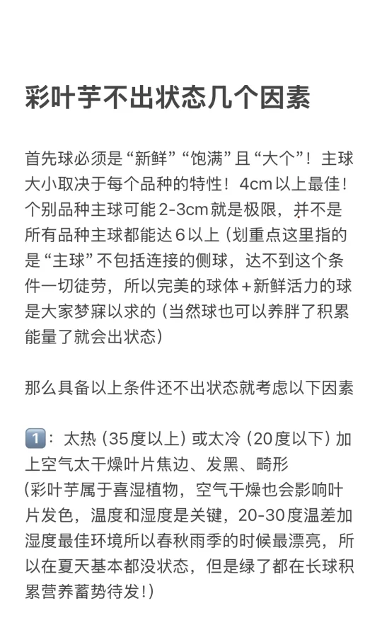 总结彩叶芋不出状态的几个原因