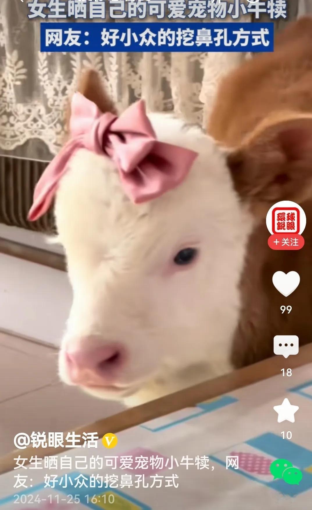 看看视频里的小牛犊亮眼不？干干净净、清清爽爽、萌萌宠宠的，难怪女生把牠做宠物来养