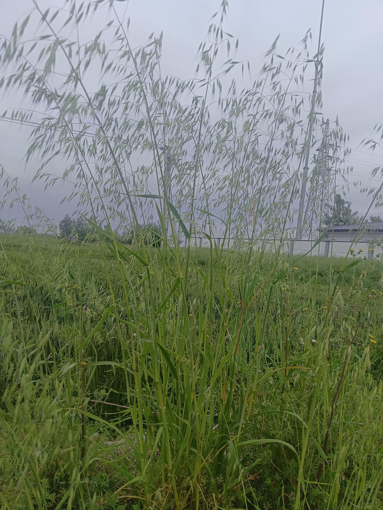 禾下乘凉，这不就实现了吗？大家看看这是什么庄稼？
