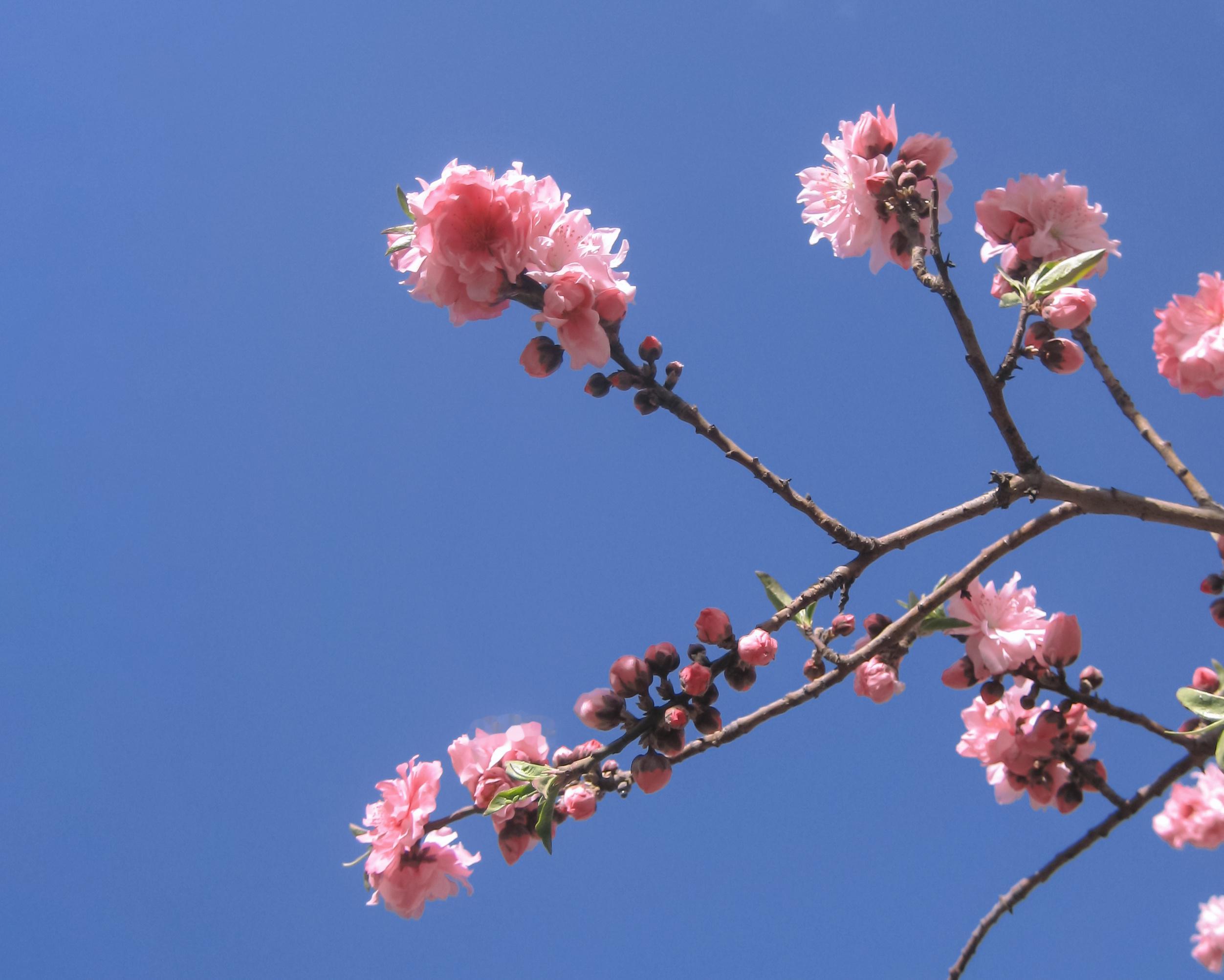 桃花 📸🌸🌙 