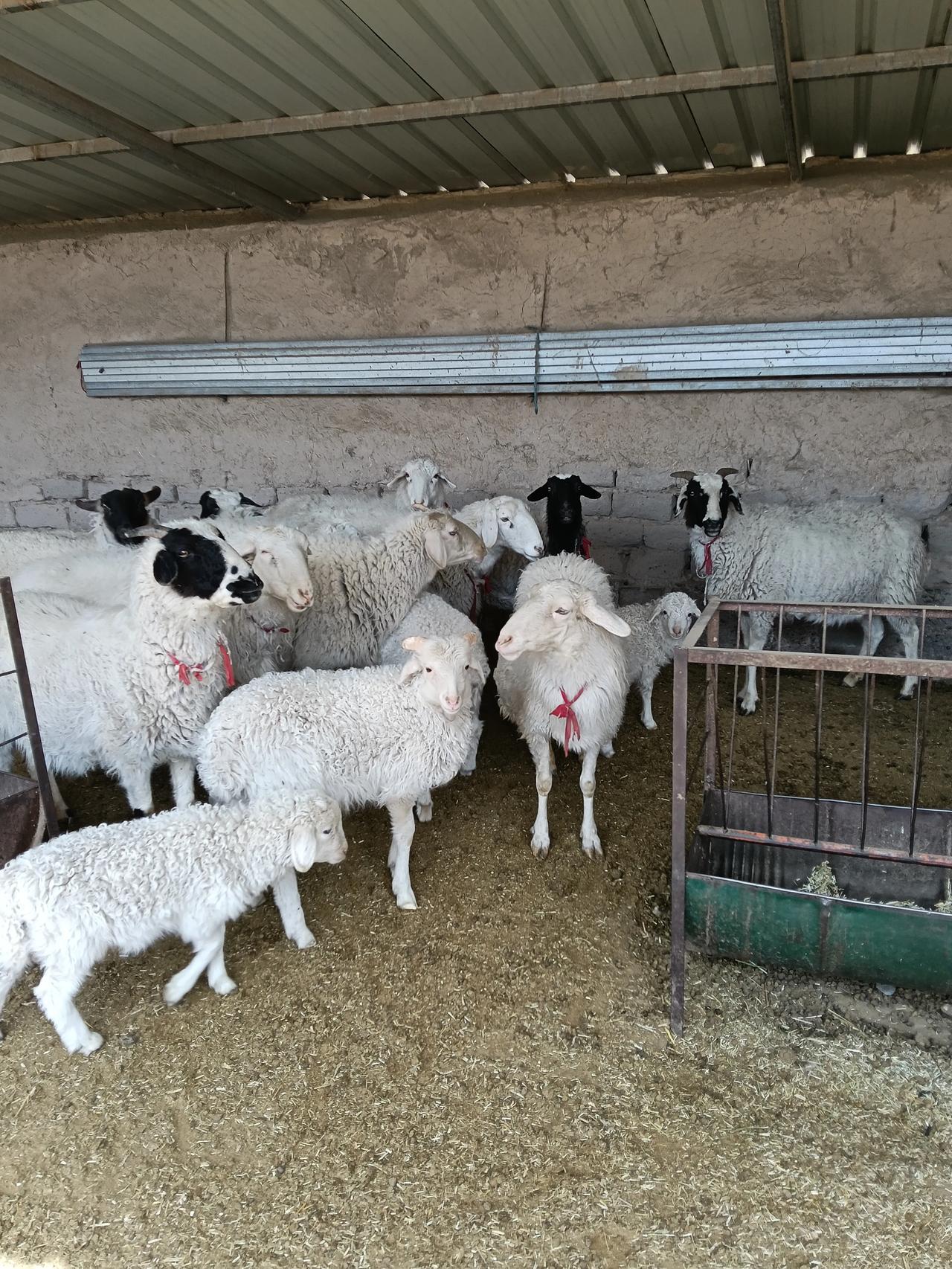 养羊是很自在的事，早上早早打扫完圈，天亮就喂完羊了。今天没事，去集市溜达溜达。