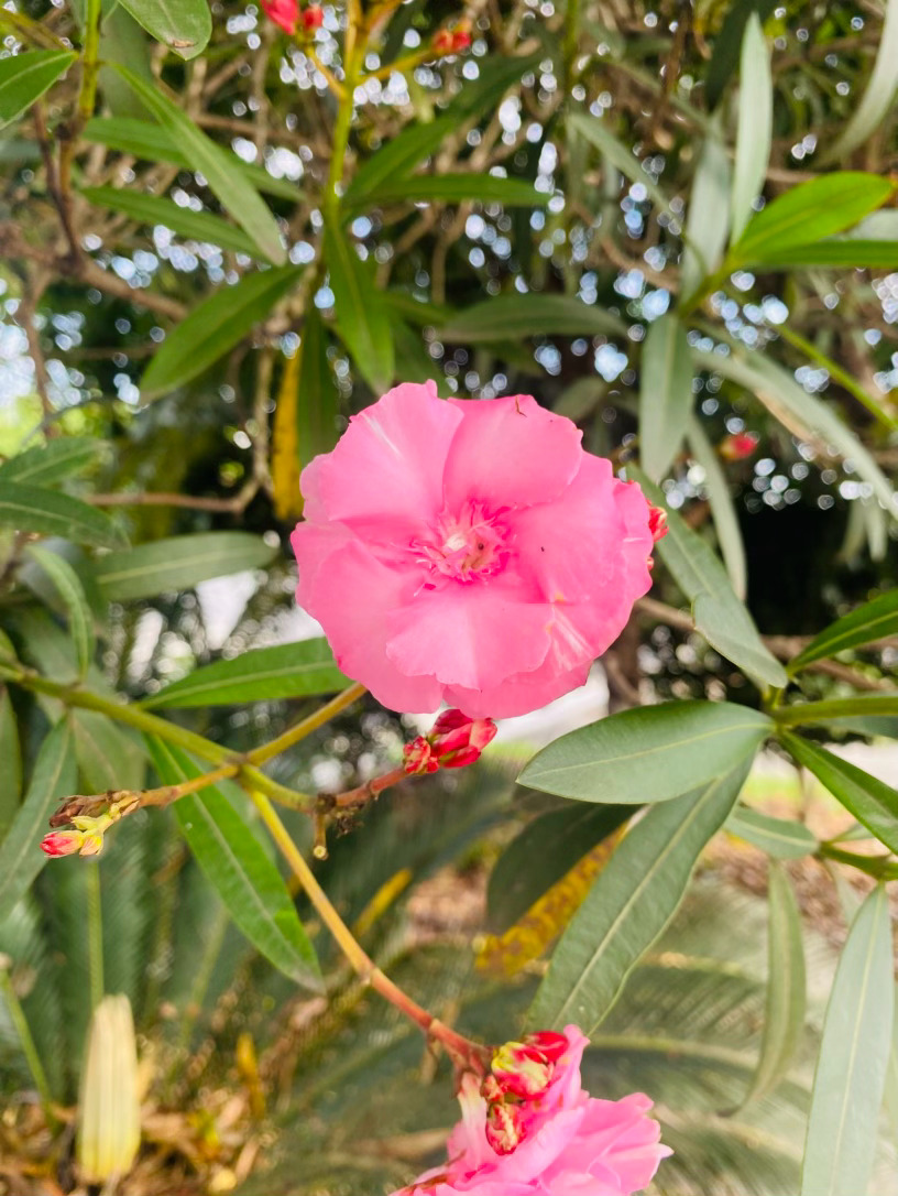 生活手记记录真实生活摄影摄影摄影 夹竹桃：一树嫣红染夏风盛夏时节，漫步路边，一树