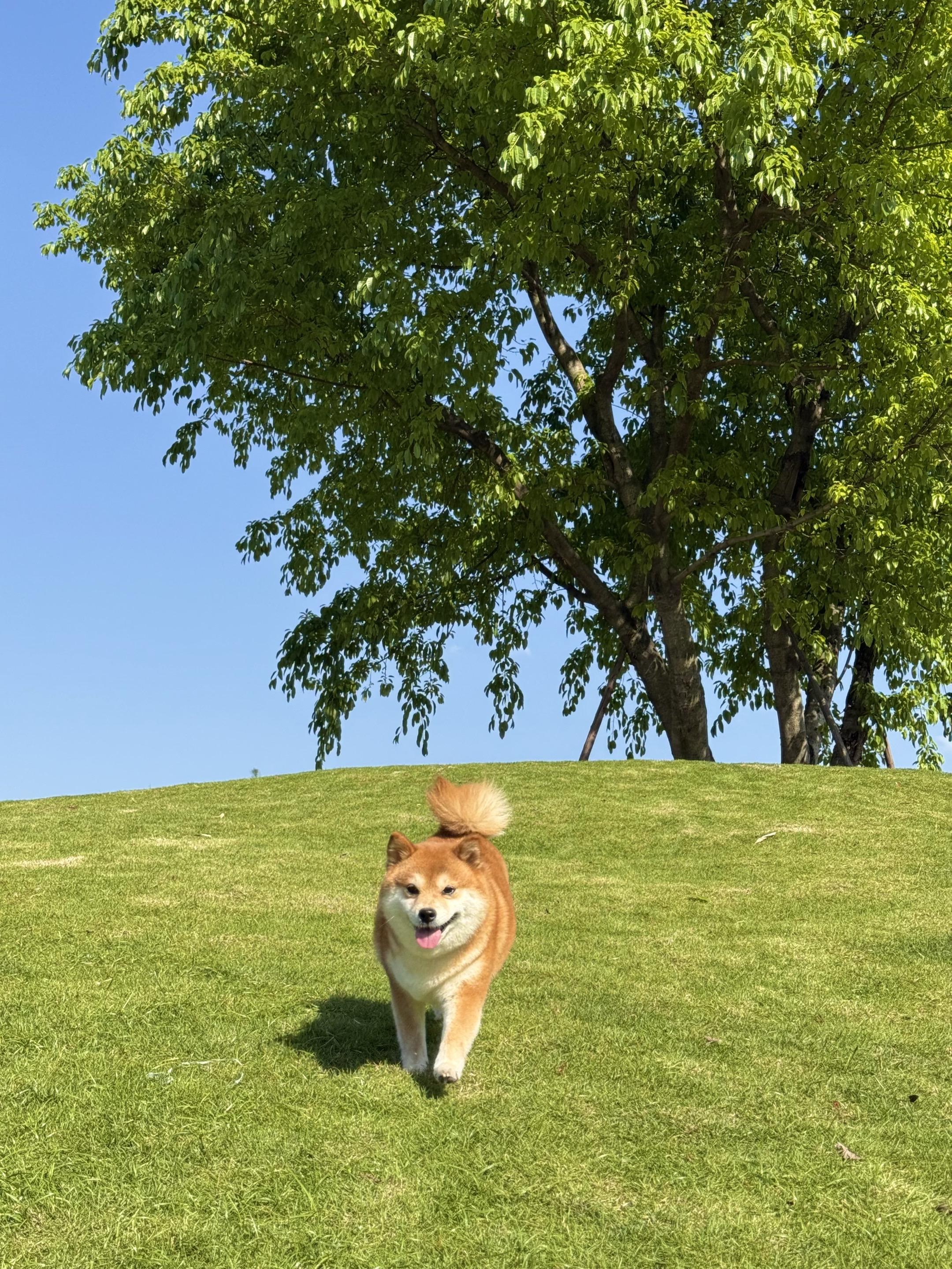 Yahhō
