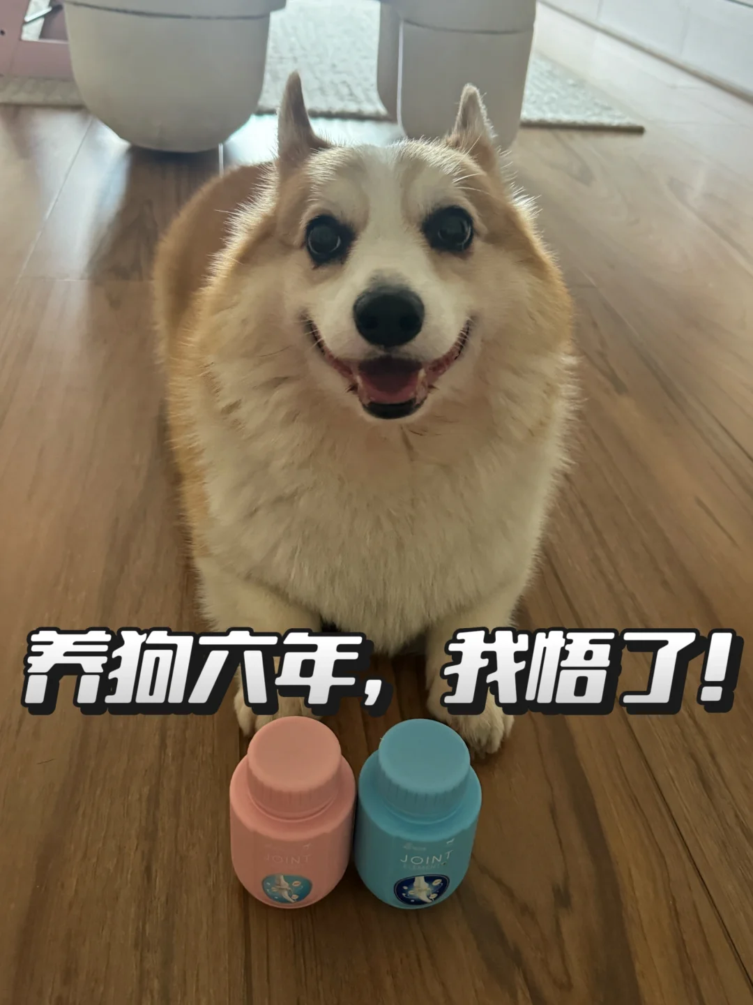 养狗六年，我悟了！软骨素真的不能乱买！