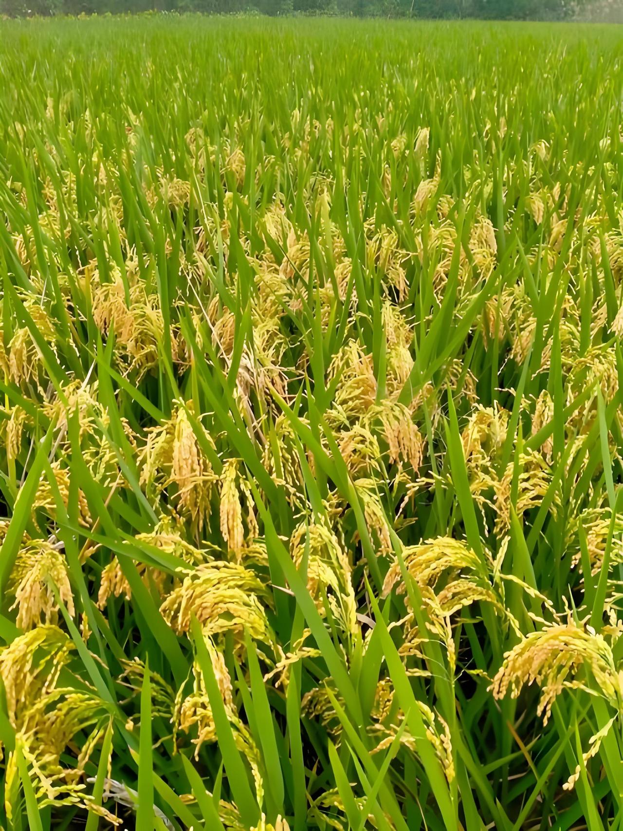 看到“春播千亩稻”这个上联，我脑海里立马浮现出一幅生机勃勃的春耕画面。这上联描绘