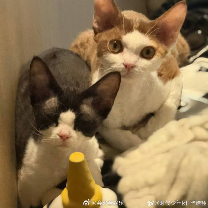 来财和golden哈哈哈哈哈哈严浩翔的猫叫来财和golden严浩翔蓝绿色挑染 ​