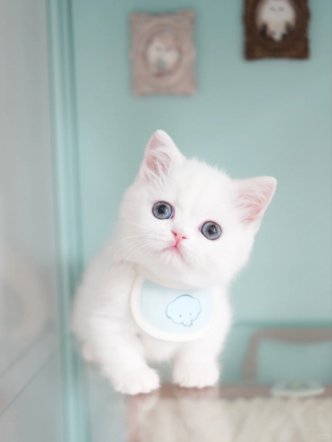 软软的被我吃掉 纯白矮脚猫