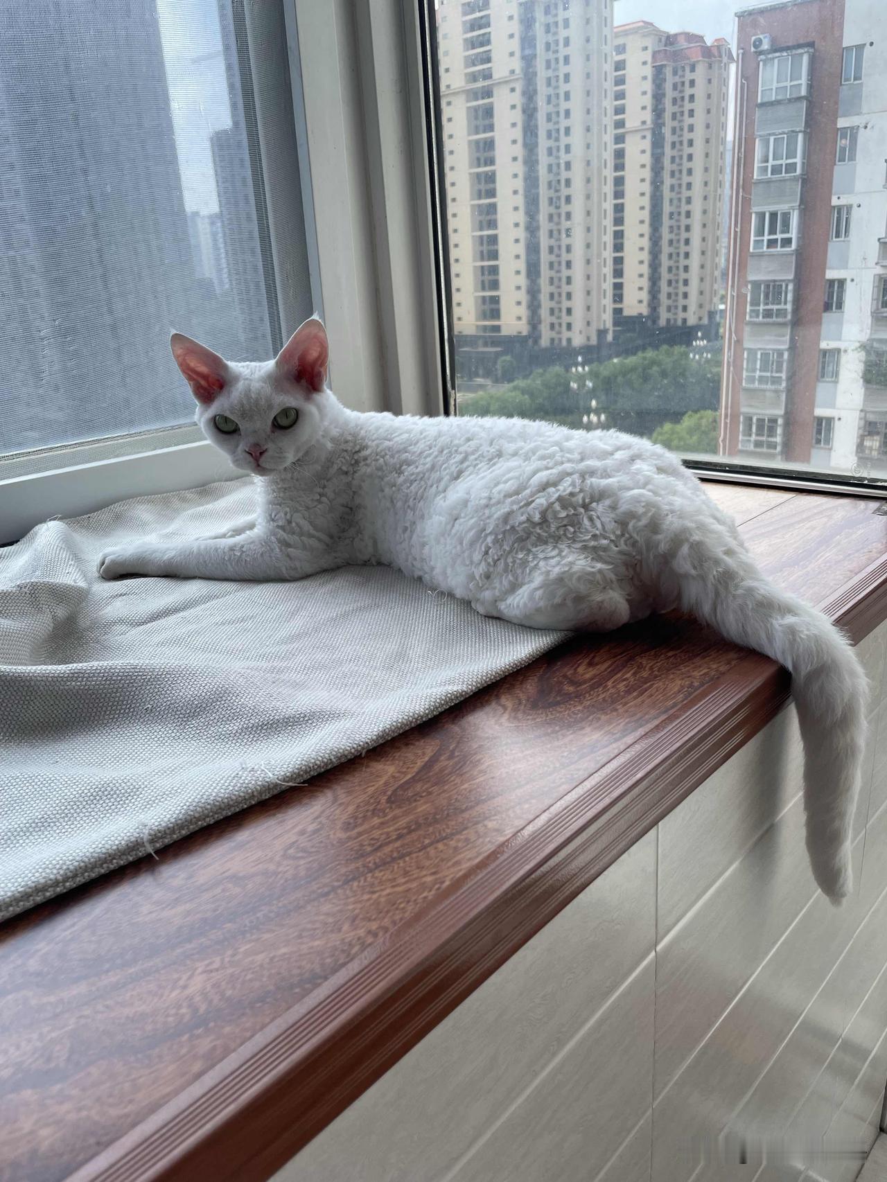 我家小猫咪的睡姿，各种各样，还挺有特点，看看这惬意的小样。[偷笑]