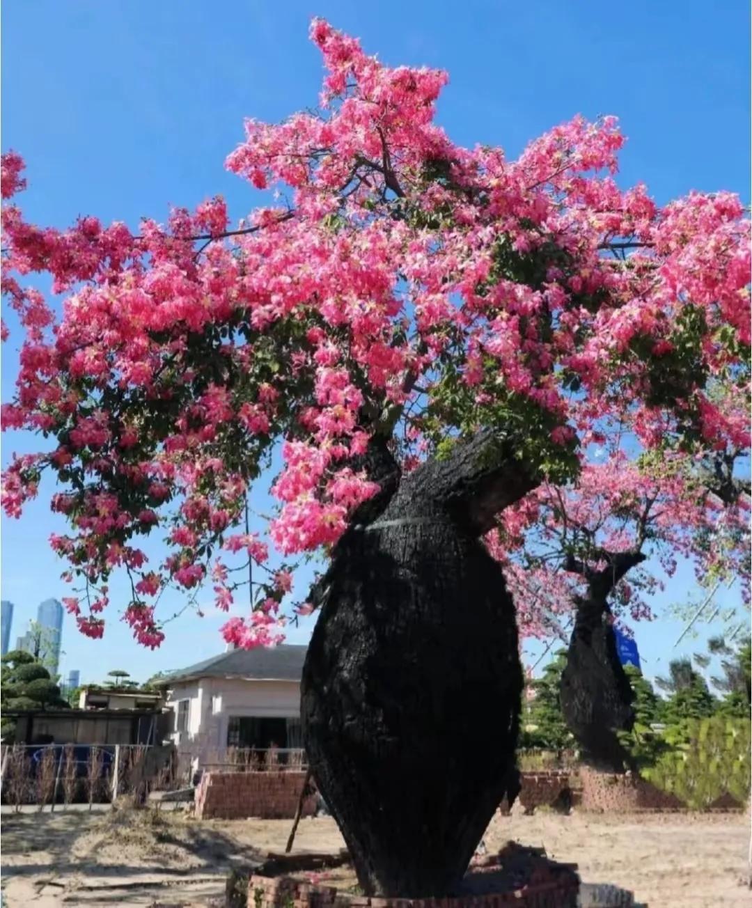 四川省攀枝花市有这种木棉吗？
我之前拍的木棉花，原以为只在岭南地这和海南才有，结