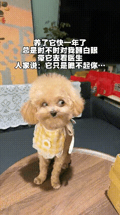 狗儿跟小娃儿一样，不听话就要纠正，不能任它想当然
不然它就会翻天
有错必纠，它要