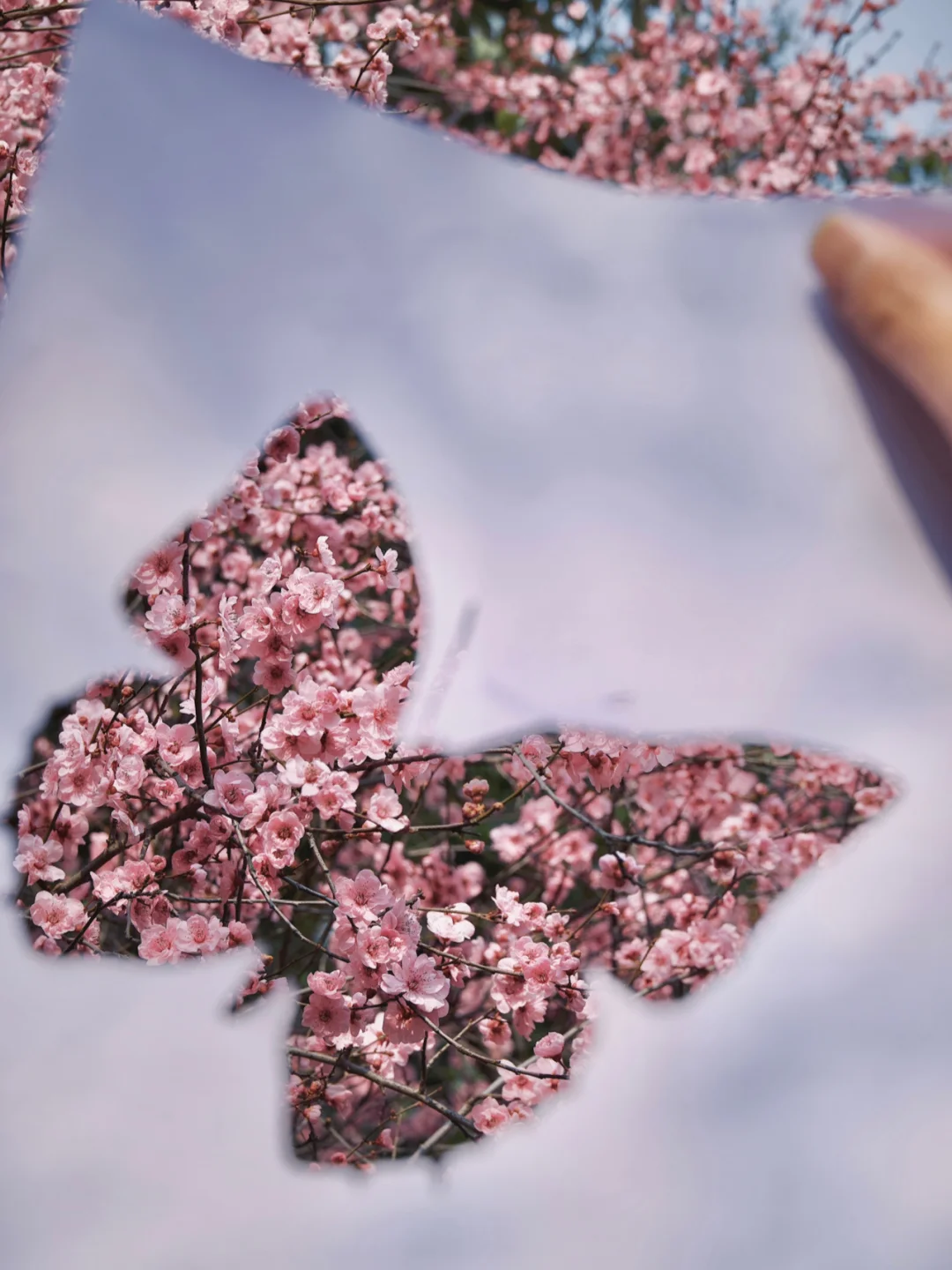 这个季节的成都棠湖公园是最美的📸