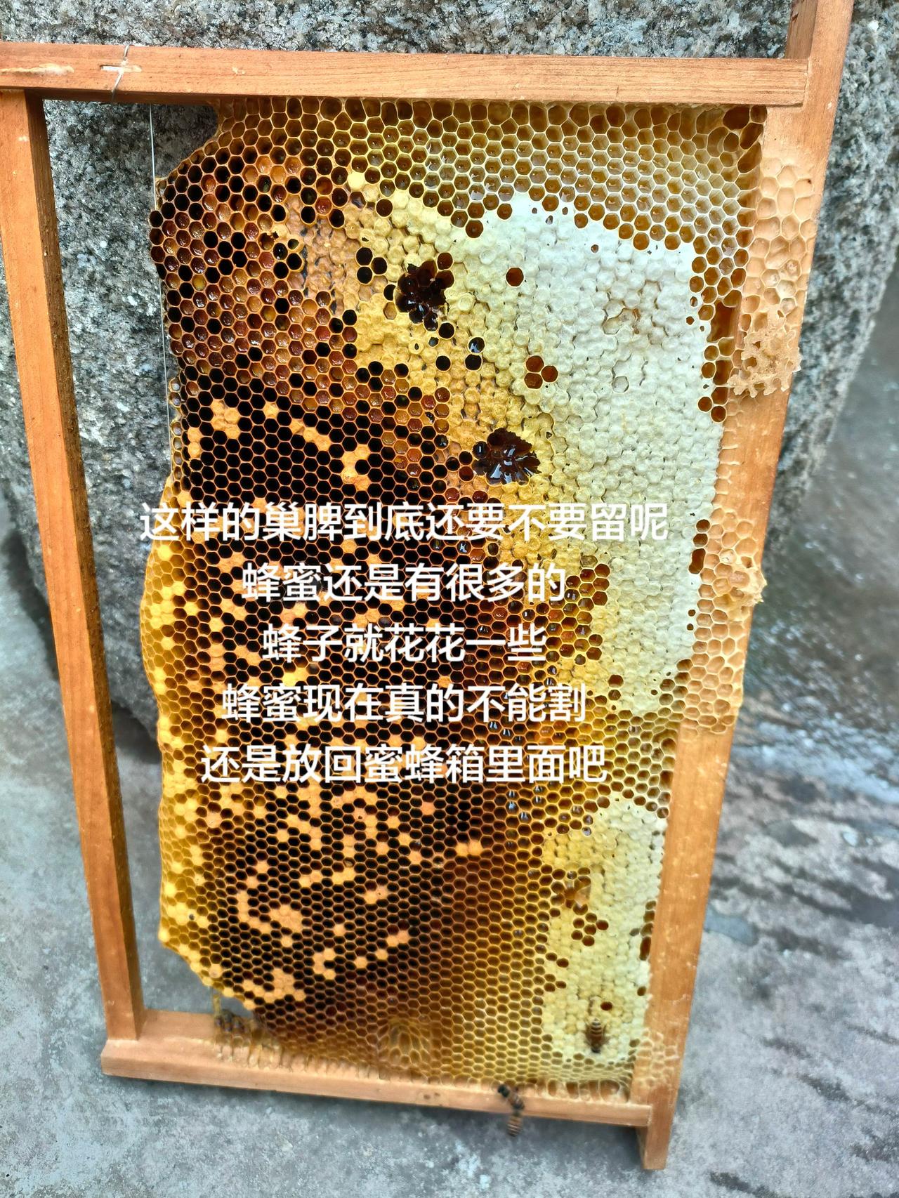 这样的巢脾到底还要不要留呢
蜂蜜还是有很多的
蜂子就花花一些
蜂蜜现在真的不能割
