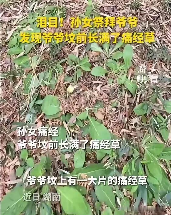 看哭了！"湖南一女子祭拜爷爷时，发现坟头竟然长满了痛经草，隔壁坟都没有，女子见状