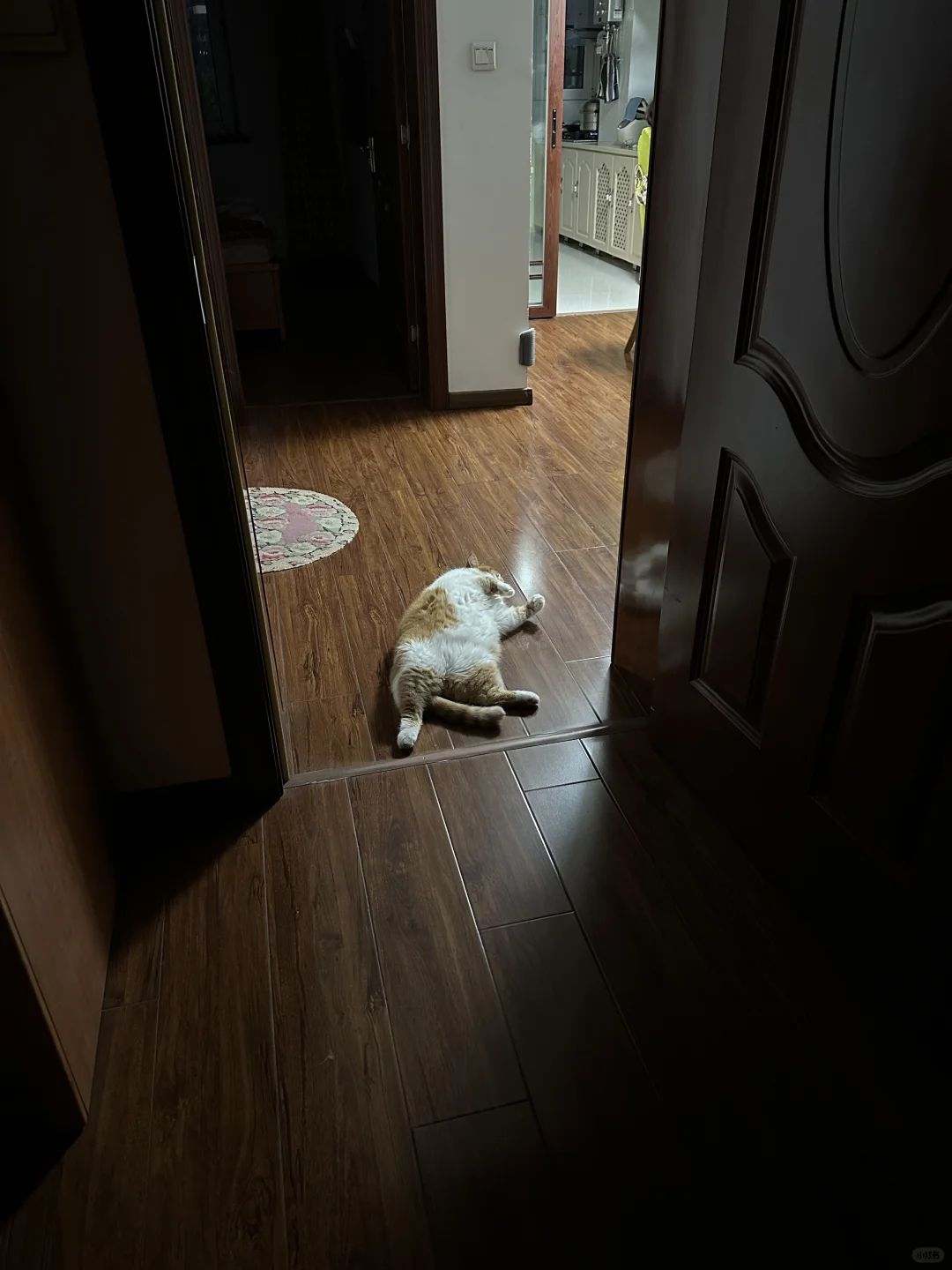 看门猫儿