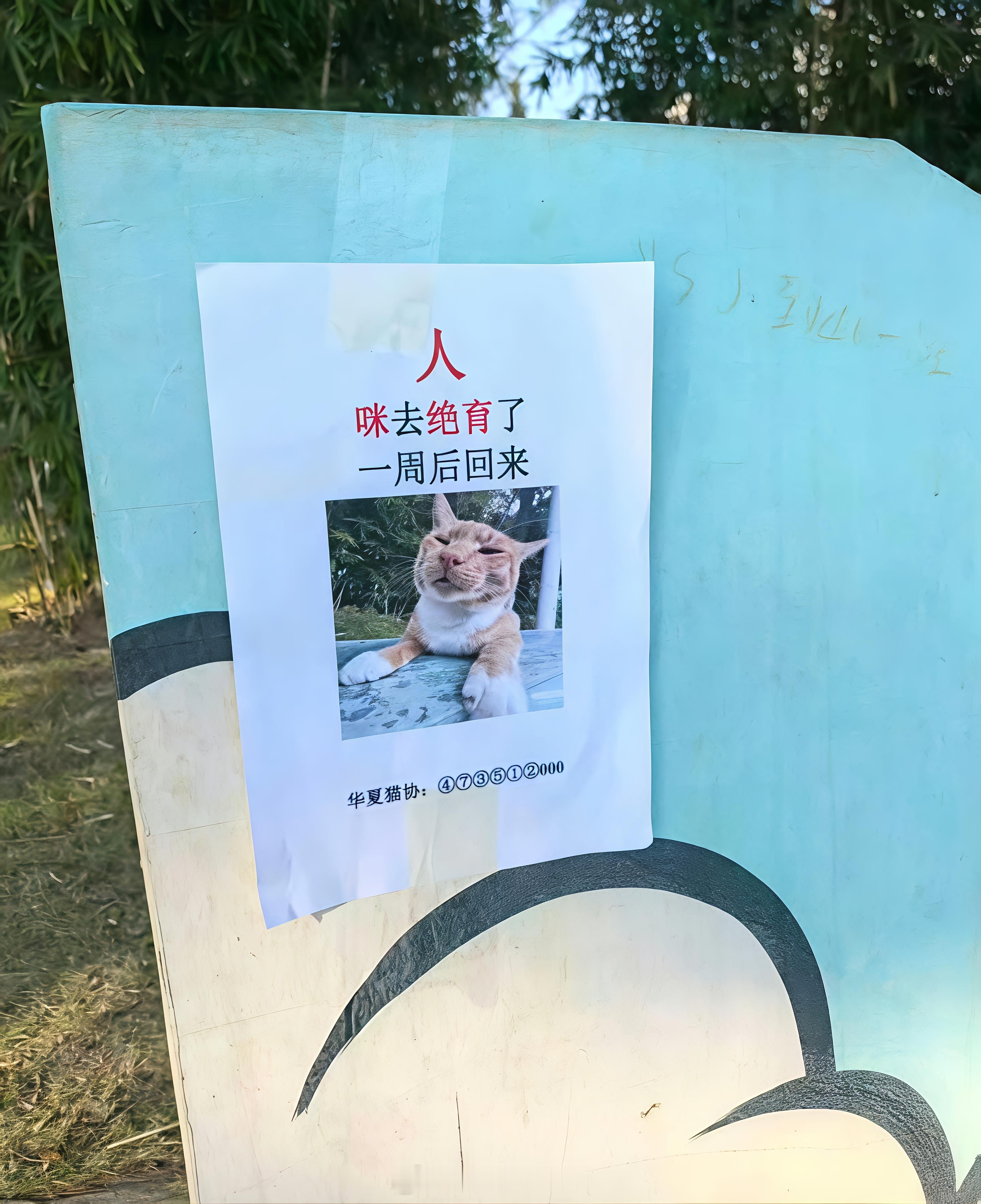 小猫请假去绝育ohahah yeah~duang duang duang~leg