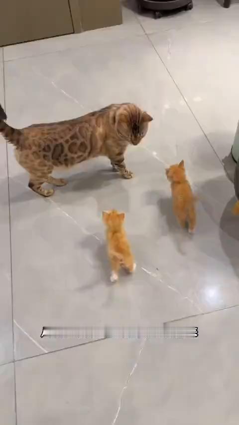 在仓库里捡的这俩小家伙还没养大，八条又出去给我捡俩小猫回来。前几天晚上八条趁我开