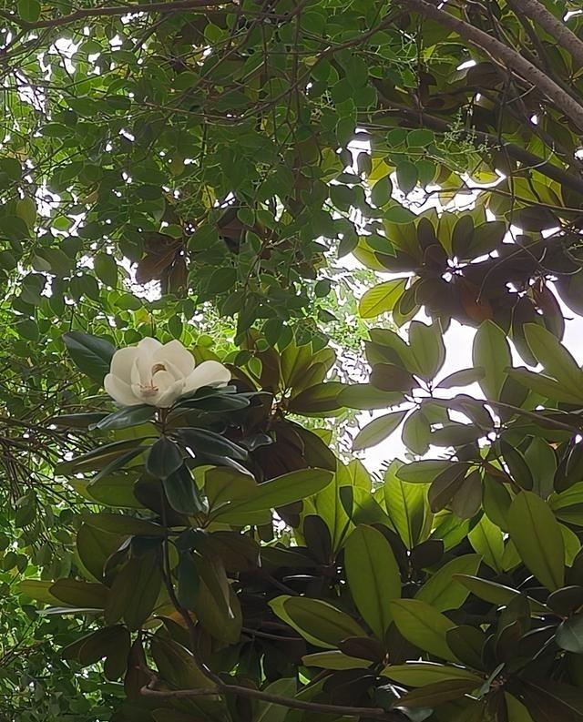 眼瞅着6月了，西安这天儿又要开始热了吧？
说实话，一提到西安的夏天，2017年那