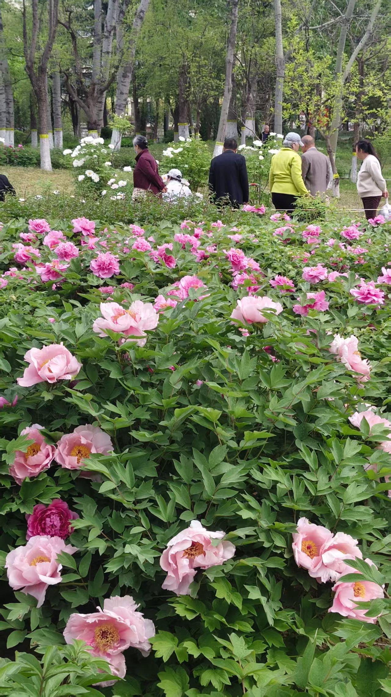 四月的山东省潍坊市植物园，简直是牡丹的天下！牡丹一朵挨着一朵，次第绽放，尽显国色