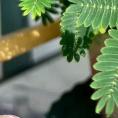 微公益种植含羞草养护攻略｜手残党亲测植物精灵这样养🔥 【3秒速览】💧 浇水要
