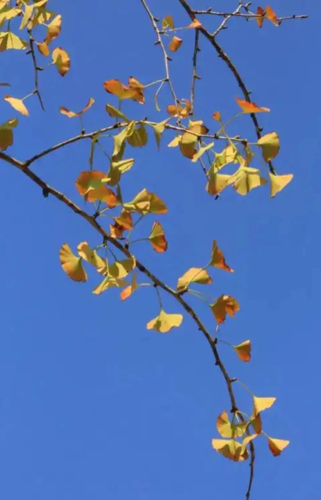 你发现了吗？胆子小的人基本上都能平平安安的度过一生。



其实胆小并不是怕事，