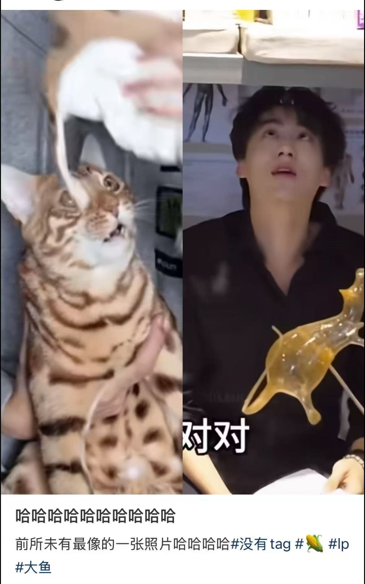梓渝给小猫当造型师大鱼雷的奇迹暖暖，平时热衷于给老爸搭配造型，俺们酷似雷子的大鱼
